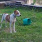 mi perro es cruza de un pitbull ingles y su mama una bulterrier, a el le gusta mucho jugar y es muy activo